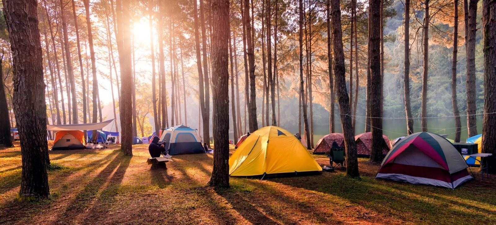 Camping and tent under the pine forest in sunset